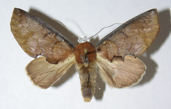  Adulto en posición dorsal de <i>Hemiceras nigricosta</i> (Notodontidae). Sector Pitilla, Sendero Orosilito. Voucher 08-SRNP-30114-DHJ387282.