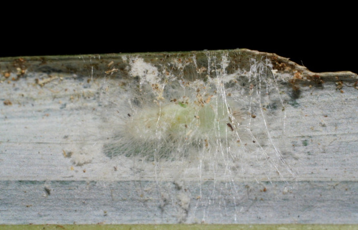 Figura 10. Prepupa <i>Sarota acantus</i> (Riodinidae). (08-SRNP-72809-DHJ447518.jpg).