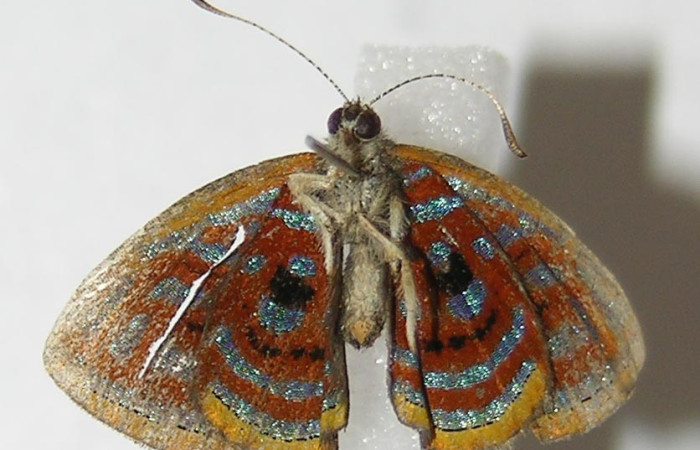 Figura 11. Adulto <i>Sarota acantus</i> (Riodinidae), posición vista ventral. (10-SRNP-70754-DHJ528603).