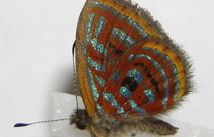 Figura 13. Adulto <i>Sarota acantus</i> (Riodinidae), posición vista dorsal. (10-SRNP-70755-DHJ528602).