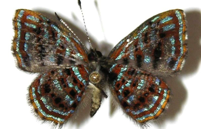 Figura 15. Adulto <i>Sarota myrtea</i> (Riodinidae), posición vista ventral. (04-SRNP-32927-DHJ307403).