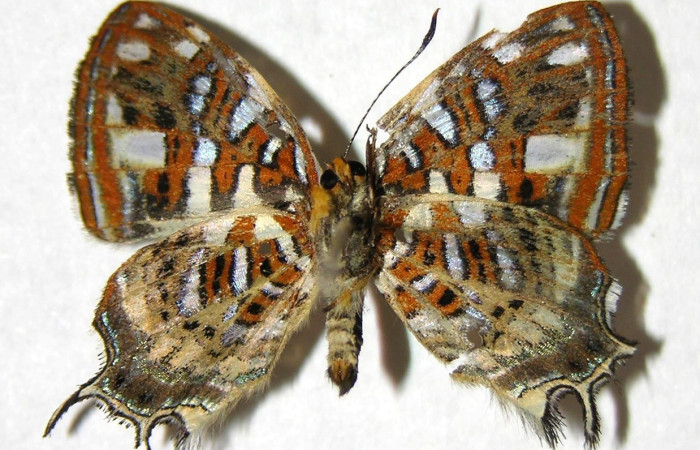 Figura 16. Adulto <i>Sarota subtesselata</i> (Riodinidae), posición vista ventral. (07-SRNP-2019-DHJ374455).