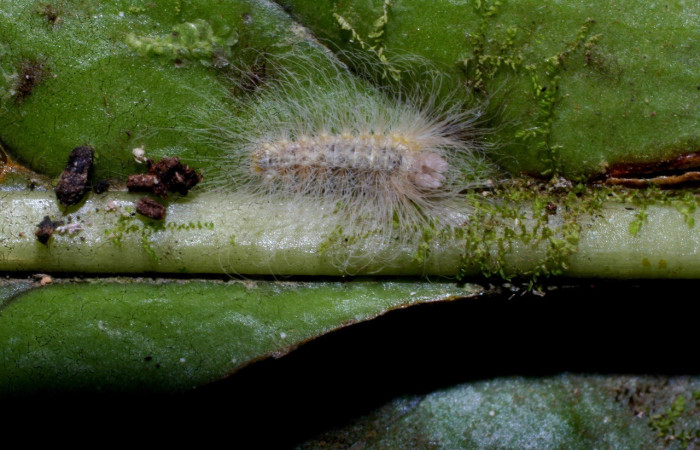 Figura 1. Dorsal entero <i>Sarota acantus</i>, (Riodinidae), en la planta <i>Niphidium oblanceolatum</i> (Polypodiaceae). Sector Pitilla. Bullas (elevación 440 metros), Colectada 2 diciembre 2010. (10-SRNP-70754-DHJ469139.jpg).