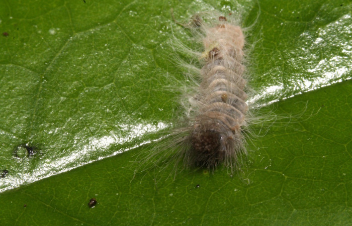 Figura 4. Cabeza <i>Sarota acantus</i>, (Riodinidae), en la planta <i>Schlegelia fastigiata</i> (Schlegeliaceae). Sector Rincon Rain Forest. Garzasol (elevación 400 metros), Colectada 31 octubre 2014. (14-SRNP-44675-DHJ724266.jpg).