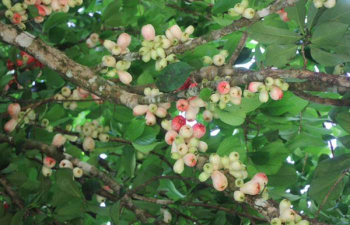 Figura. 15 Frutos en rama, <i>Syzygium malacense</i>, (Myrtaceae). Area de Conservación Guanacaste. Sector Rincón Rain Forest. Cafecito, (elevación 455 metros), colectada el 18 de mayo 2023. Foto, Jorge Hernández.