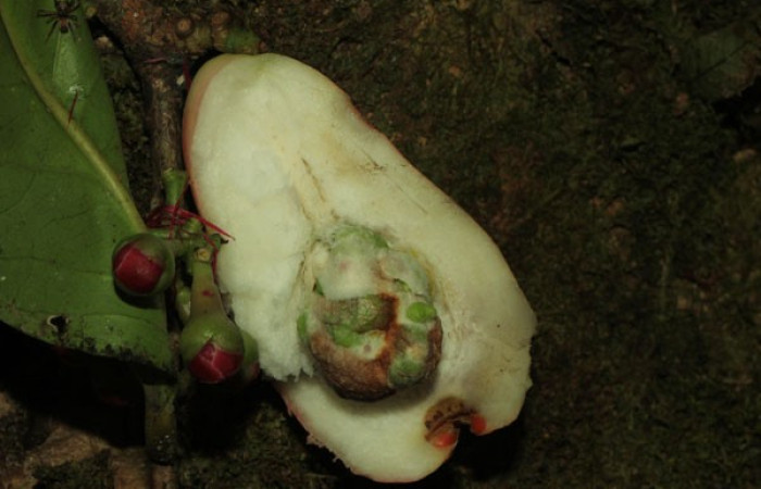 Figura. 17 Fruto diseccionado, <i>Syzygium malacense</i>, (Myrtaceae). Area de Conservación Guanacaste. Sector Rincón Rain Forest. Cafecito, (elevación 455 metros), colectada el 18 de mayo 2023. Foto, Jorge Hernández.