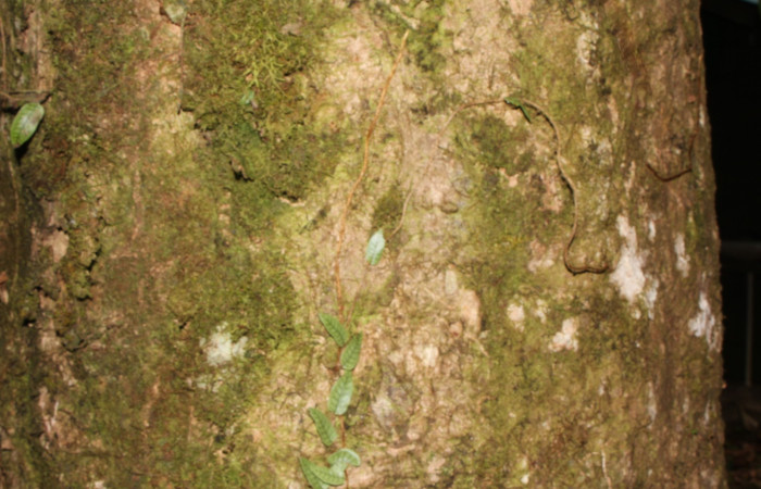 Figura. 18 Corteza, <i>Syzygium malacense</i>, (Myrtaceae). Area de Conservación Guanacaste. Sector Rincón Rain Forest. Cafecito, (elevación 455 metros), colectada el 18 de mayo 2023. Foto, Jorge Hernández. 