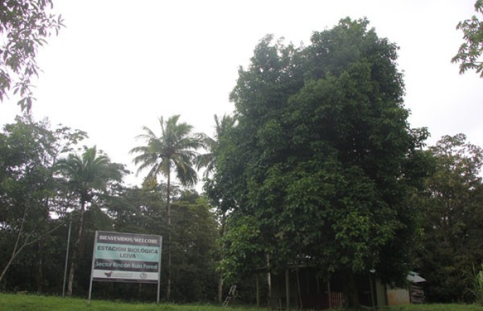 Figura. 1 Habitad, <i>Syzygium malacense</i>, (Myrtaceae). Area de Conservación Guanacaste. Sector Rincón Rain Forest. Cafecito, (elevación 455 metros), colectada el 18 de mayo 2023. Foto, Jorge Hernández.   
