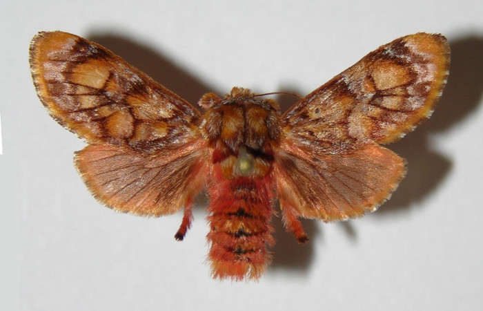 Figura. 20 Adulto <i>Phobetron</i> hipparchiaDHJ01 (Limacodidae), posición vista dorsal entero. (03-SRNP-5959-DHJ336722. 