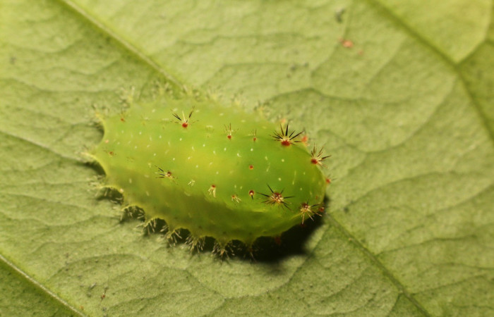 Figura. 21 Larva <i>Natada fusca</i> (Limacodidae), posición dorsal entero alimentándose en <i>Syzygium malacense</i>, (Myrtaceae). (22-SRNP-80922-DHJ786069.jpg). 