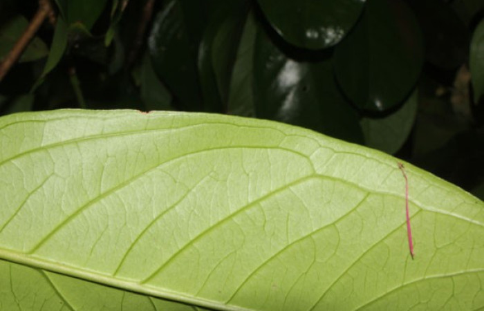 Figura. 4 Margen entero, <i>Syzygium malacense</i>, (Myrtaceae). Area de Conservación Guanacaste. Sector Rincón Rain Forest. Cafecito, (elevación 455 metros), colectada el 18 de mayo 2023. Foto, Jorge Hernández. 