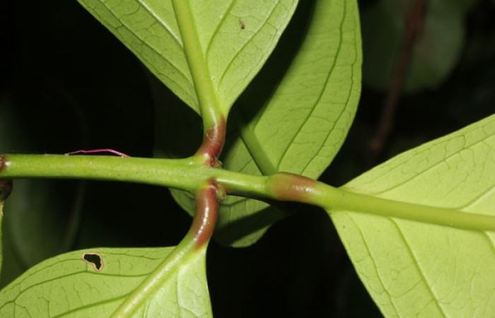 Figura. 5 Posición hojas, <i>Syzygium malacense</i>, (Myrtaceae). Area de Conservación Guanacaste. Sector Rincón Rain Forest. Cafecito, (elevación 455 metros), colectada el 18 de mayo 2023. Foto, Jorge Hernández. 