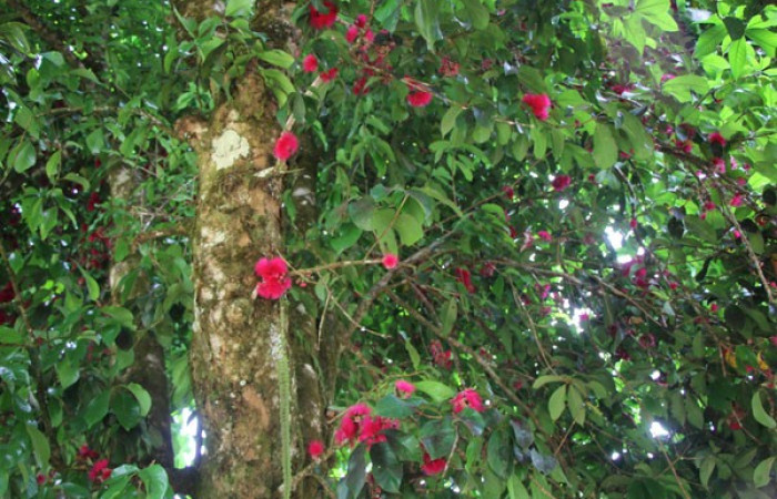 Figura. 7 Flores en ramas, <i>Syzygium malacense</i>, (Myrtaceae). Area de Conservación Guanacaste. Sector Rincón Rain Forest. Cafecito, (elevación 455 metros), colectada el 18 de mayo 2023. Foto, Jorge Hernández. 