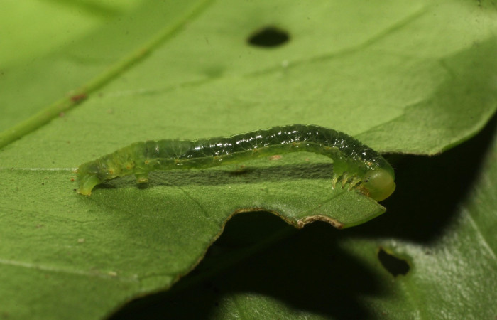 Figura 1. Larva <i>Thysanopyga</i> BioLep02 (Geometridae), color verde, posición lateral, último estadio, mide 15 mm aproximadamente. Planta hospedera <i>Ilex skutchii</i> (Arecaceae). Voucher: 20-SRNP-36726-DHJ771152.jpg.
