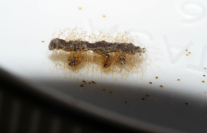 Figura 13. Restos de capullos de parásito <i>Euplectrus henrytownesi</i> (Eulophidae), color café con manchas negras, parásitos en larva,<i>Thysanopyga cermala</i>(Geometridae). Voucher: 05-SRNP-33946-DHJ415474.jpg.