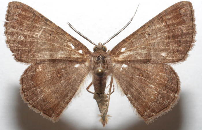 Figura 17. Adulto <i>Thysanopyga cermala</i> (Geometridae), posición ventral, mide 27mm. Voucher: 06-SRNP-106590- DHJ606590.jpg.