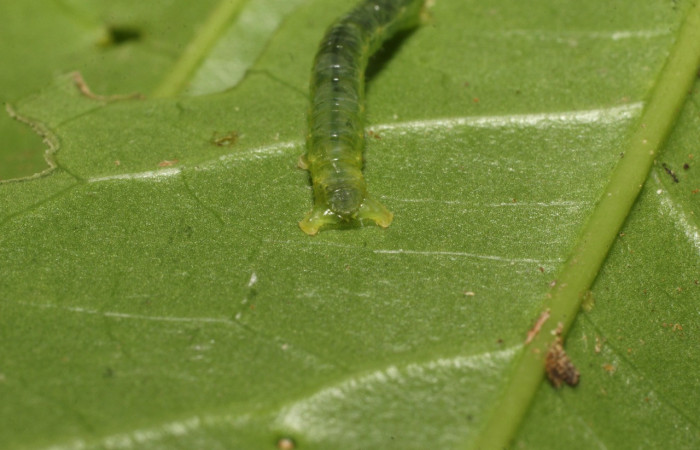 Figura 4. Larva <i>Thysanopyga</i> BioLep02 (Geometridae), color verde, posición trasera, último estadio, mide 15 mm aproximadamente. Planta hospedera <i>Ilex skutchii</i> (Arecaceae). Voucher: 20-SRNP-36726-DHJ771149.jpg.