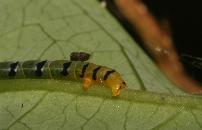 Figura 5. Larva <i>Thysanopyga</i> biolep05 (Geometridae), color verde con machas negras en los laterales, posición trasera, último estadio, mide 16 mm aproximadamente. Planta hospedera <i>Margaritaria nobilis</i> (Arecaceae). Voucher: 11-SRNP-44103- DHJ488917.jpg.