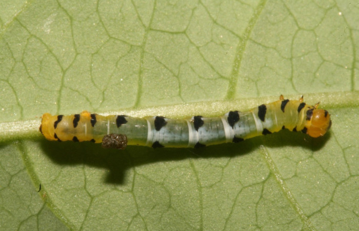 Figura 7. Larva <i>Thysanopyga</i> biolep05 (Geometridae), color verde con machas negras en los laterales, posición dorsal, último estadio, mide 16 mm aproximadamente. Planta hospedera <i>Margaritaria nobilis</i> (Arecaceae). Voucher: 11-SRNP-44103- DHJ488914.jpg.