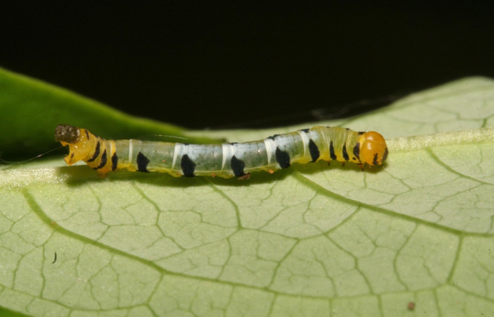 Figura 9. Larva <i>Thysanopyga</i> biolep05 (Geometridae), color verde con machas negras en los laterales, posición lateral, último estadio, mide 16 mm aproximadamente. Planta hospedera <i>Margaritaria nobilis</i> (Arecaceae). Voucher: 11-SRNP-44103- DHJ488911.jpg.
