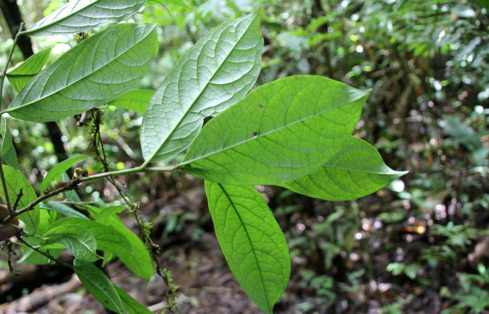 Figura 18. <i>Planta Ilex skutchii</i> (Aquifoliaceae), parte enfocada envés de las hojas. Foto tomada Jose pérez 6Agosto2023.