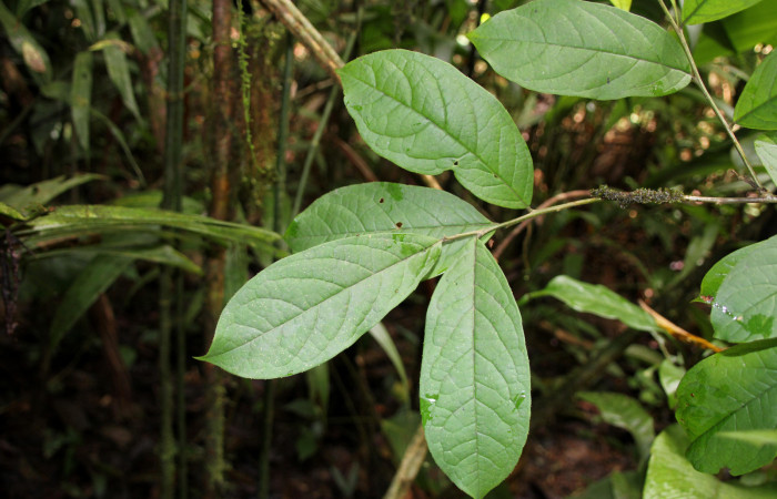 Figura 19. <i>Planta Ilex skutchii</i> (Aquifoliaceae), parte enfocada haz de las hojas. Foto tomada Jose pérez 6Agosto2023.