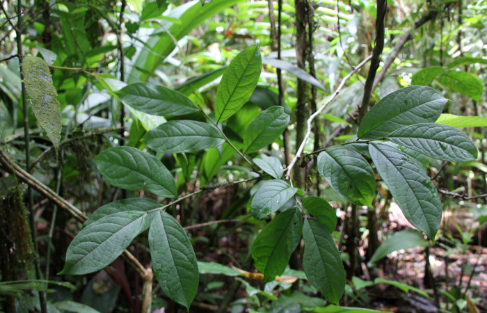Figura 20. <i>Planta Ilex skutchii</i> (Aquifoliaceae), parte enfocada haz de la rama. Foto tomada Jose pérez 6Agosto2023.