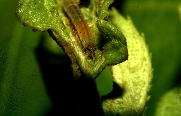 Figura 4. <i>Dichomeris</i> Janzen08 (Gelechiidae), larva en penúltimo estadio, posición trasera, Estación Pitilla. Voucher 09-SRNP-32227-DHJ458986.jpg.