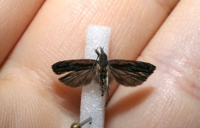Figura 6. Adulto <i>Dichomeris</i> Janzen08 (Gelechiidae). Voucher 11-SRNP-446-DHJ546117.jpg.