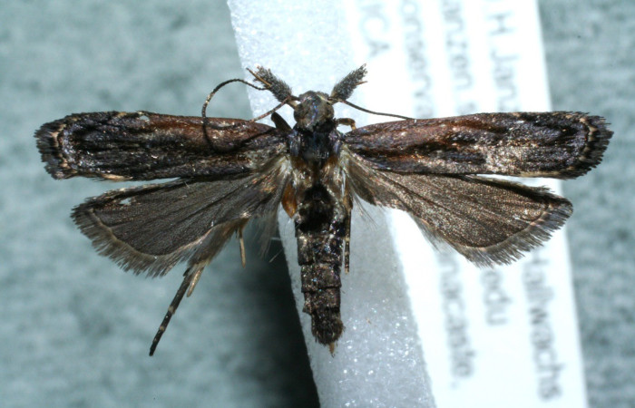 Figura 1. Adulto de <i>Dichomeris</i> Janzen08 (Gelechiidae)  vista dorsal. Voucher 12-SRNP-736-DHJ563521.jpg.