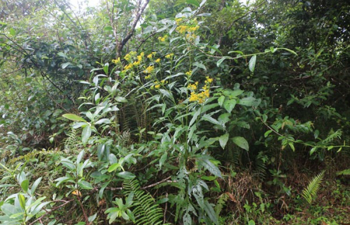Figura 8. <i>Neurolaena lobata</i> (Asteraceae), planta de flores amarillas, hospedera de <i>Dichomeris</i> Janzen08 (Gelechiidae), Estación Leiva. Foto. Jorge Hernandez. 1 Abril 2020.  