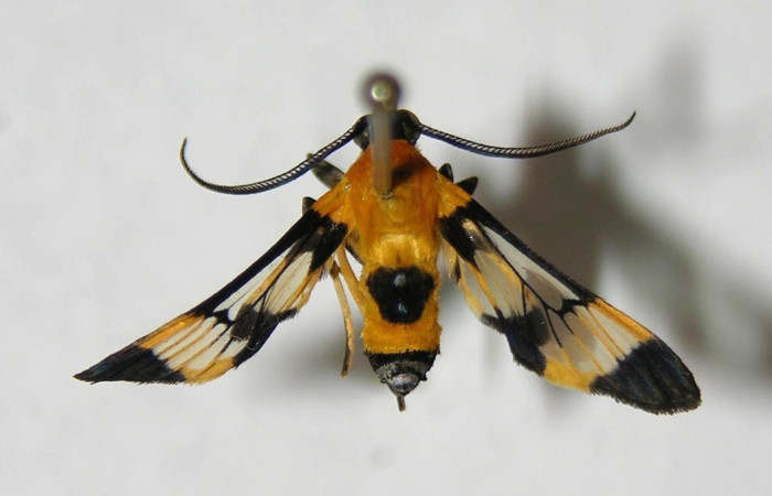 Fig 10. Adulto <i>Loxophlebia flavipicta</i>, Erebidae, vista dorsal. 06-SRNP-6997-DHJ354069.jpeg