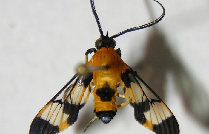 Fig 11. Adulto <i>Loxophlebia geminata</i>, vista ventral con una medida de 19 mm en alas abiertas. Voucher 83-SRNP-417-DHJ38846.