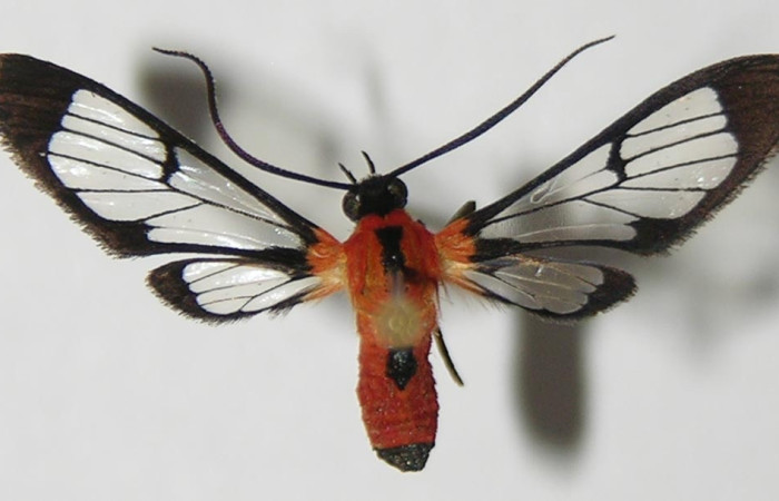 Fig 8. Adulto <i>Loxophlebia flavipicta</i>, vista dorsal, en alas abiertas mide 19 mm. Voucher 12-SRNP-85950-DHJ570574.