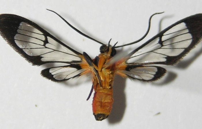 Fig 9. Adulto <i>Loxophlebia flavipicta</i>, vista ventral, en alas abiertas mide 19 mm. Voucher 12-SRNP-85950-DHJ570575.