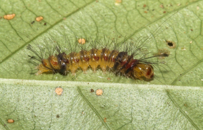 Fig 3.Larva <i>Loxophlebia flavipicta</i>, en penúltimo estadio, vista dorsal entero  11 mm de largo. Estación Biológica Caribe.  Voucher 12-SRNP-85950-DHJ707490.JPG