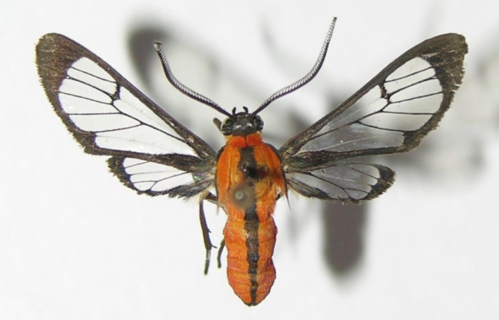 Fig 13, Adulto <i>Loxophlebia imitata</i>, vista ventral con una medida de 21 mm en alas abiertas.  Voucher 13-SRNP-10384-DHJ571802.