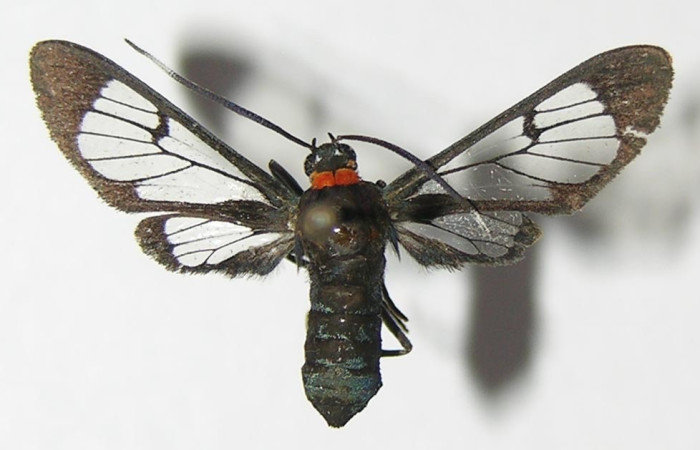 14 . Adulto <i>Loxophlebia geminada</i>, vista dorsal con una medida de 22 mm en alas abiertas. Voucher 13-SRNP-10385-DHJ571798.