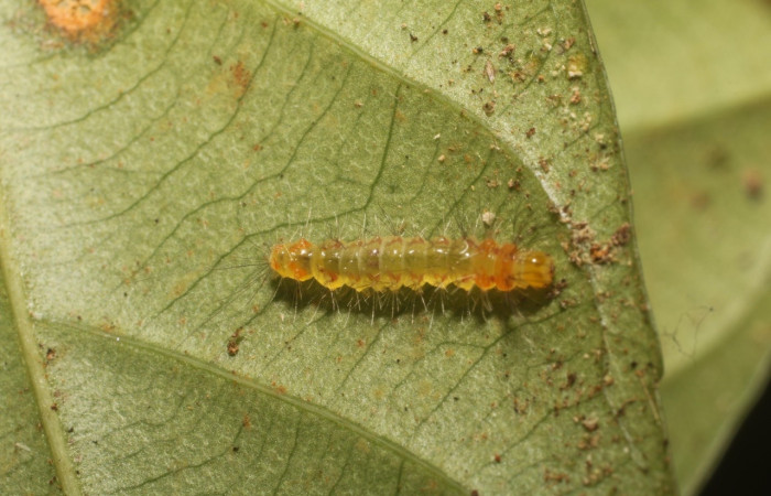 Fig 2. Larva <i>Loxophlebia flavipicta</i>, en tercer estadio, vista dorsal entero  12 mm de largo. Estación Biológica Leiva.   Voucher  18-SRNP-80580-DHJ715212.jpg