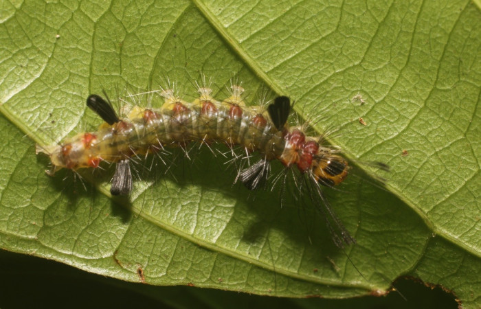 Fig 1. Larva <i>Loxophlebia flavipicta</i>, en último estadio, vista dorsal entero, 20 mm de largo, planta hospedera Paullinia ingifolia. Estación Biológica Leiva. Voucher 18-SRNP-80580-DHJ715258.jpg