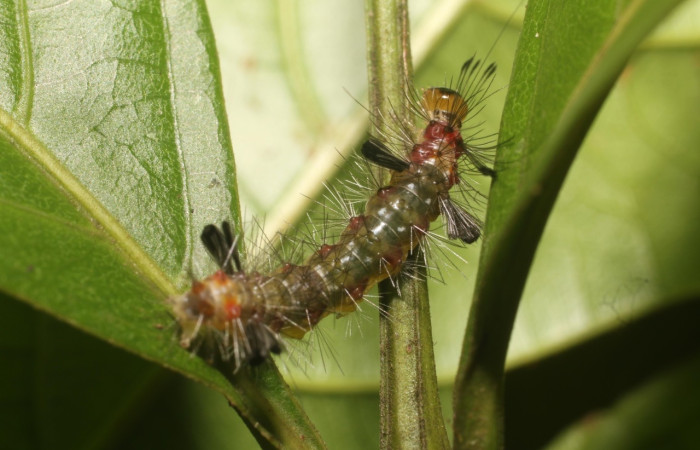 Fig 4. Larva <i>Loxophlebia flavipicta</i>, vista dorsal entero, último estadio, 20 mm de largo. Estación Biológica Leiva. Voucher 18-SRNP-80580-DHJ715260.jpg