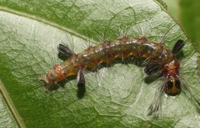 Fig 5. Larva <i>Loxophlebia flavipicta</i>, vista dorsal entero último estadio, 20 mm de largo. Estación Biológica Leiva. Voucher 18-SRNP-80580-DHJ715261.jpg