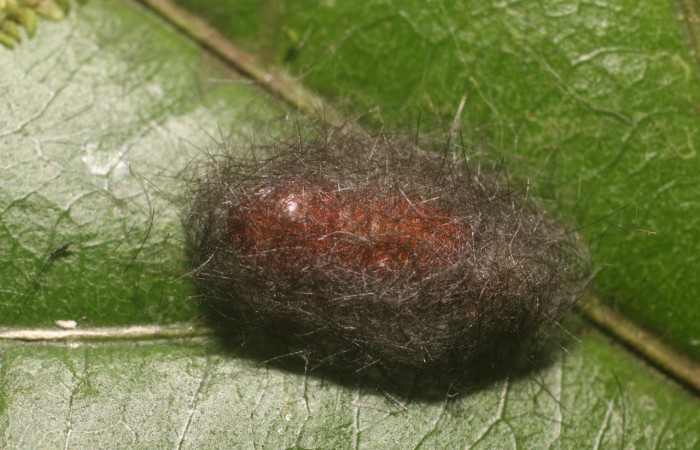 Fig 7. Prepupa larva <i>Loxophlebia flavipicta</i>, vista lateral entero, capullo 7 mm de largo. Estación Biológica Leiva  Voucher 18-SRNP-80580-DHJ715309.jpg