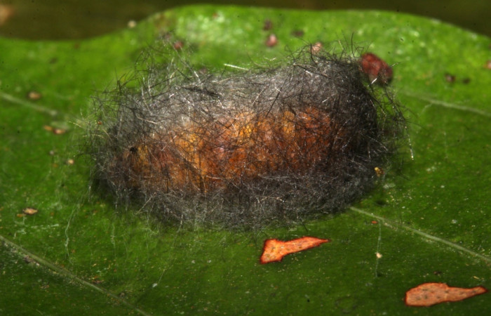 Fig 6. Prepupa de larva <i>Loxophlebia flavipicta</i>, vista lateral entero, capullo 17 mm de largo. Estación Biológica Pitilla.  Voucher 19-SRNP-30582-DHJ764486.jpg
