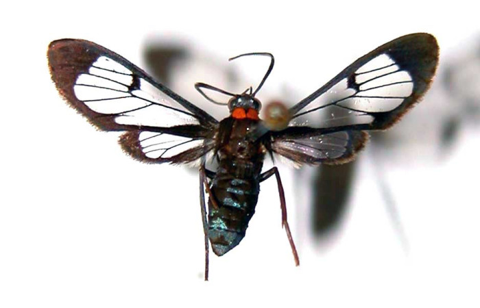 Fig 12. Adulto <i>Loxophlebia geminata</i>, vista ventral con una medida de 19 mm en alas abiertas. Voucher 83-SRNP-417-DHJ38846.