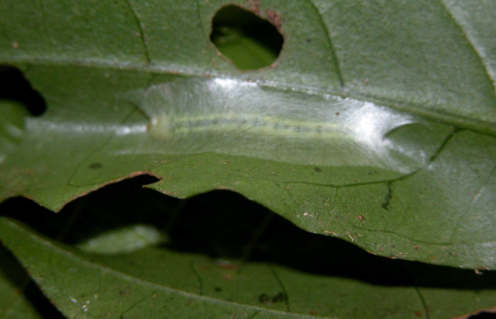Figura 3. Habitat de <i>Inga</i> Janzen61 (Oecophoridae), vista dorsal, localidad Sendero Derrumbe Sector San Cacao ACG (1220m). Voucher: 03-SRNP-3338-DHJ400364.jpg.