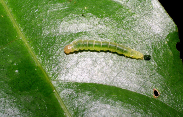 Figura 17. Larva <i>Inga</i> biolep146 (Oecophoridae), último estadío (U) vista dorsal, localidad Cabanya Sector Rincón Rain Forest ACG (340m). Voucher: 07-SRNP-40698-DHJ420339.jpg.