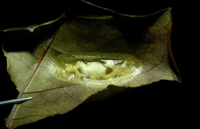 Figura 6. Capullo pupa de <i>Inga</i> Janzen61 (Oecophoridae), vista dorsal, localidad Sendero Circular Sector Cacao ACG (1185m). Voucher: 09-SRNP-35366-DHJ455450.jpg.