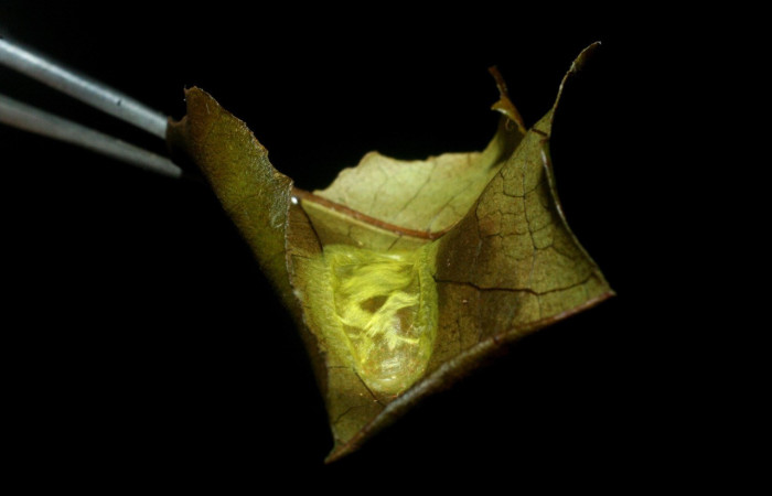 Figura 7. Capullo pupa de <i>Inga</i> Janzen61 (Oecophoridae), vista dorsal, localidad Sendero Circular Sector Cacao ACG (1185m). Voucher: 09-SRNP-35366-DHJ455452.jpg.