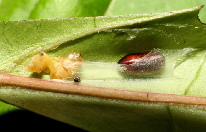 Figura 12. Pupario de parásito <i>Eucelatoria</i> Janzen06 (Tachinidae) que ataca <i>Inga</i> Janzen61 (Oecophoridae), localidad Leonel, Estación Biológica Quica Sector Pitilla ACG (510m). Voucher: 09-SRNP-70336-DHJ460778.jpg.